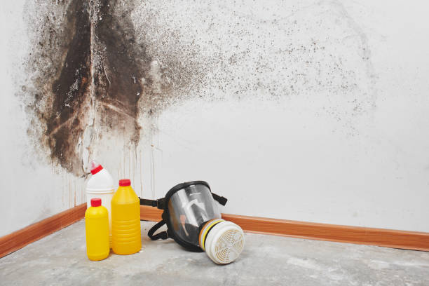 Best Crawl Space Mold Removal  in Faribault, MN
