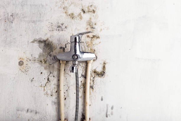 Best Emergency Mold Removal  in Faribault, MN