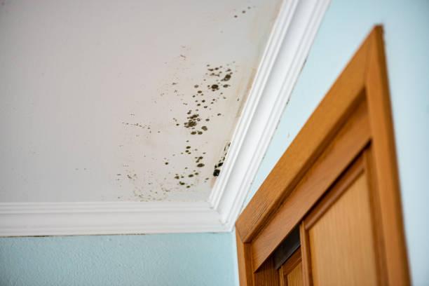 Best Black Mold Removal  in Faribault, MN