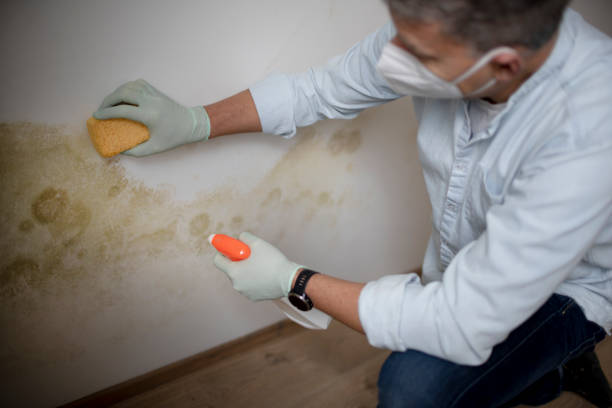 Professional Mold Removal in Faribault, MN