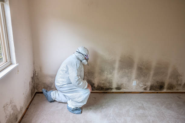 Best Mold Removal Process  in Faribault, MN