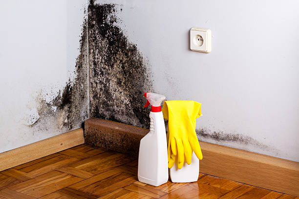 Certified Mold Removal in Faribault, MN