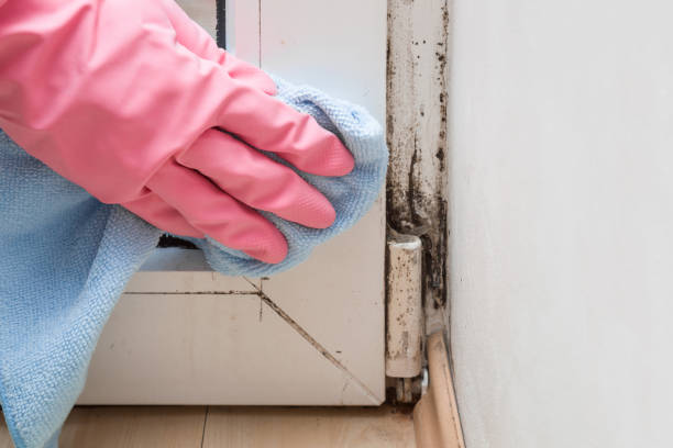 Best Mold Testing  in Faribault, MN